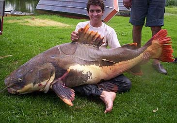 Record photograph for Phractocephalus hemioliopterus